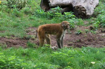 40 Jahre Internationaler Freundeskreis der Zugbegleiter Sektion Deutschland in Leipzig
(23.- 26.09.2019) Leipziger Zoo am 25.09.2019 (004)