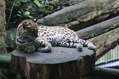 40 Jahre Internationaler Freundeskreis der Zugbegleiter Sektion Deutschland in Leipzig
(23.- 26.09.2019) Leipziger Zoo am 25.09.2019 (011)