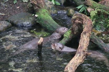 40 Jahre Internationaler Freundeskreis der Zugbegleiter Sektion Deutschland in Leipzig
(23.- 26.09.2019) Leipziger Zoo am 25.09.2019 (012)