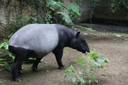 40 Jahre Internationaler Freundeskreis der Zugbegleiter Sektion Deutschland in Leipzig
(23.- 26.09.2019) Leipziger Zoo am 25.09.2019 (015)