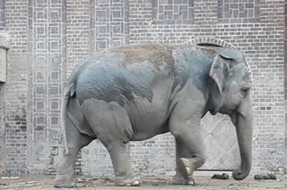 40 Jahre Internationaler Freundeskreis der Zugbegleiter Sektion Deutschland in Leipzig
(23.- 26.09.2019) Leipziger Zoo am 25.09.2019 (017)