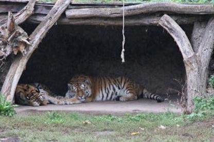 40 Jahre Internationaler Freundeskreis der Zugbegleiter Sektion Deutschland in Leipzig
(23.- 26.09.2019) Leipziger Zoo am 25.09.2019 (018)