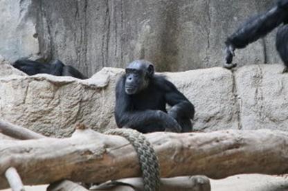 40 Jahre Internationaler Freundeskreis der Zugbegleiter Sektion Deutschland in Leipzig
(23.- 26.09.2019) Leipziger Zoo am 25.09.2019 (020)