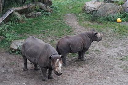 40 Jahre Internationaler Freundeskreis der Zugbegleiter Sektion Deutschland in Leipzig
(23.- 26.09.2019) Leipziger Zoo am 25.09.2019 (022)